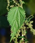 common nettle , stinging nettle